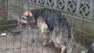 Целых 10 лет собаку держали на цепи