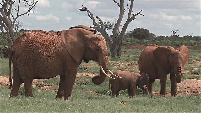Слоны, вероятно, называют друг друга уникальными именами