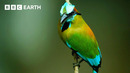 Turquoise-Browed Motmot Attempts to Find Nest Site at Crowded Cenote | Wild Mexico | BBC Earth