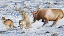 Раненый олень РАЗНЕС целую СТАЮ! Что бывает, когда ВОЛКИ ошибаются с добычей