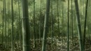 Мастер Муши / Mushishi ТВ-1 14 серия (480р)