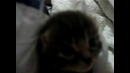 Котенок чихнул