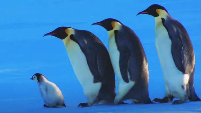 Baby Penguin Escapes Kidnap | Snow Chick: A Penguin’s Tale | BBC Earth