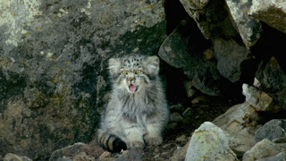 Playful Baby Pallas’s Cats Left Home Alone | Big Cats | BBC Earth