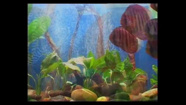 Подводное царство аквариума / Aquatic kingdom (серия 2, часть 2)