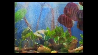 Подводное царство аквариума / Aquatic kingdom (серия 2, часть 2)