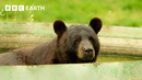 Bear Family Searches for Water | Wild Mexico | BBC Earth
