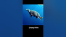 Sheep – Fish