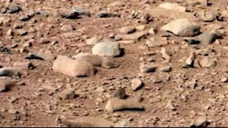 Грызуны на Марсе и массовые увольнения сотрудников НАСА