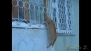 Лучшие приколы в coub #208 запрещенная реклама ми