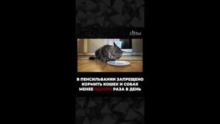 Странные запреты в разных странах мира #shorts