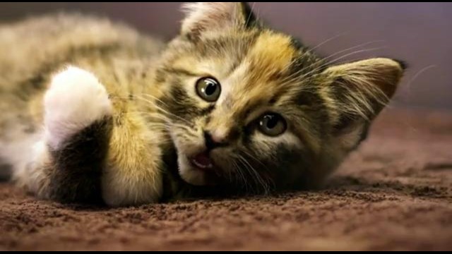 Котятки