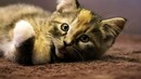Котятки
