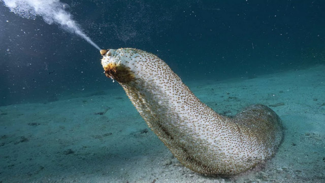 Удивительное существо подводного мира. Морской огурец
