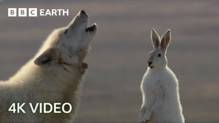 Wolf Pack Hunts A Hare | 4K UHD | The Hunt | BBC Earth