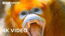 Greatest Fights in the Animal Kingdom In 4K | BBC Earth