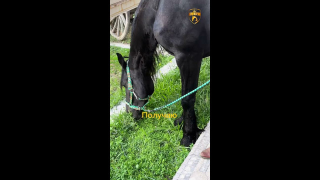 ИППОВЕНЦИЯ в конном клубе «Аргамак-шер»