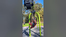 Little ninja warrior
