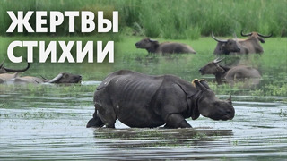 9 редких носорогов утонули во время наводнения в индийском штате Ассам