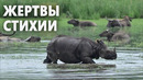 9 редких носорогов утонули во время наводнения в индийском штате Ассам