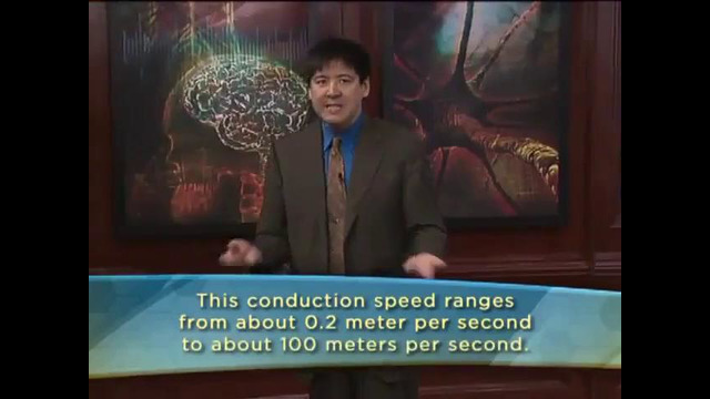 Нейробиология в повседневной жизни – Нейроны и синапсы 4/9