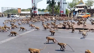 Массовое Вторжение Животных в Города