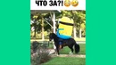 Лучшие вайны 2017 Подборка лучшие Казахстанские и Русские вайны