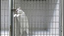 Этот кот — мастер побега