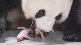 В Южной Корее приветствуют первое рождение панд-близнецов