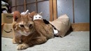 Котэ-заначка