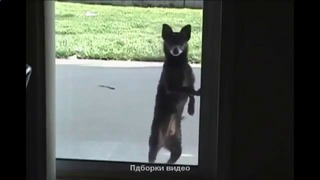 Танцующая собака