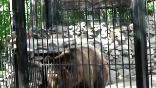 Самый большой медведь Новосибирского зоопарка