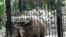Самый большой медведь Новосибирского зоопарка