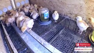Чем кормить цыплят