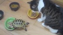 Котэ и черепахен