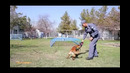 Кинология соҳаси ва хизмат итлари