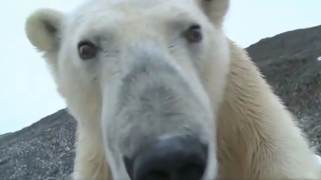 Best Polar Bear Moments | Part 2 |BBC Earth