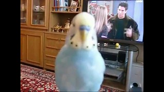 Говорящий попугайчик Вася – смотреть до конца:)