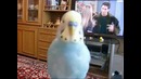 Говорящий попугайчик Вася – смотреть до конца:)