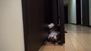Кот показывает акробатические трюки