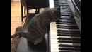 Кот играет на пианино