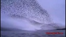 Танцы скворцов