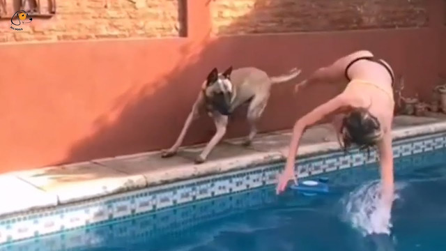 The funniest accidents that dogs and cats have