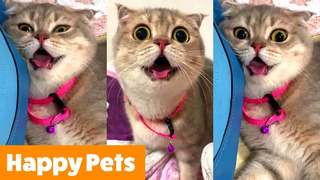 Silly Happy Animals | Funny Pet Videos