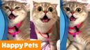 Silly Happy Animals | Funny Pet Videos