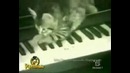 Ох уж эти кошки