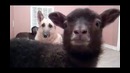 Лама которая говорит – Yeah