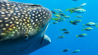 Whale Sharks Form Unlikely Friendship with Fishermen | 4K UHD | Seven Worlds One Planet | BBC Earth