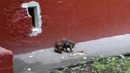 Кот не может войти в нору