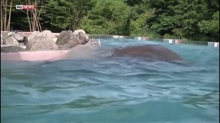 В Японии построили прозрачный бассейн для слонов